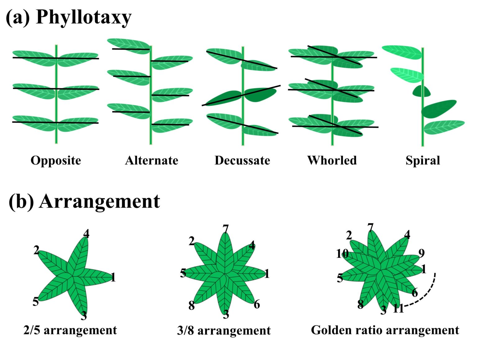 Solar tree for efficient energy collection