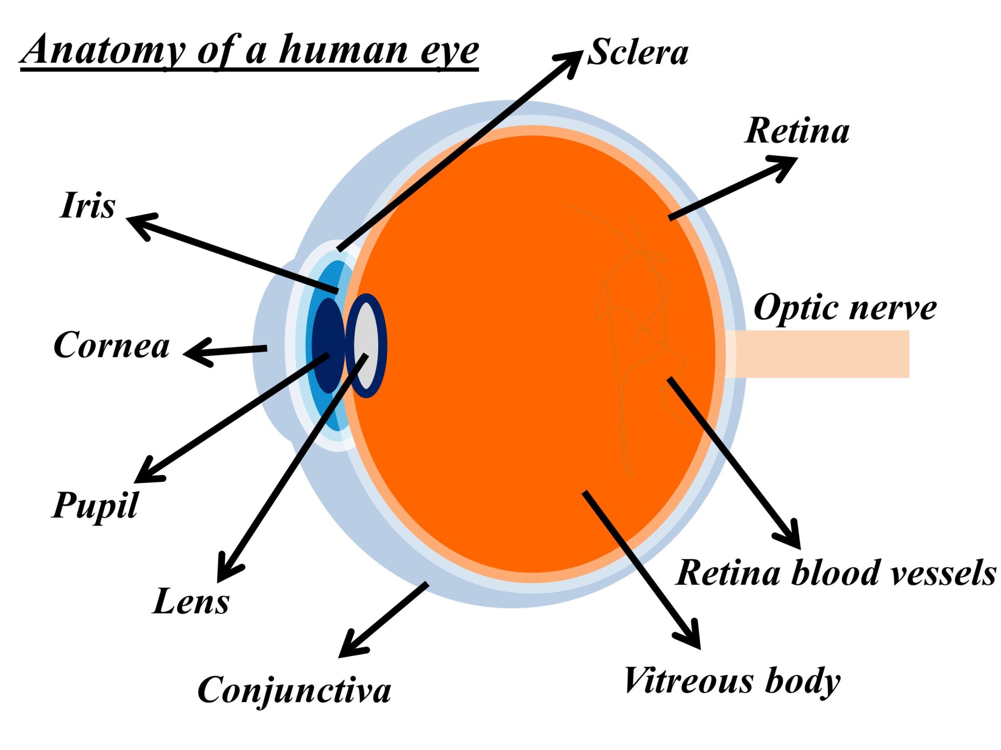 How Do We See Colors The Human Eye And Its Functioning